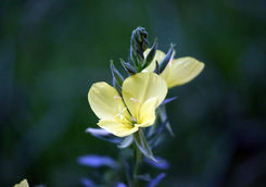 mustard flower
