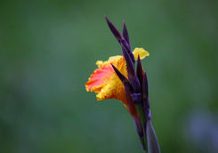 single flora bwindi
