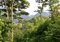bwindi inpenetrable forest