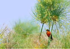 papyrus gonolek