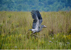 shoebill mabamba swamp