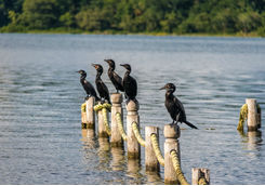neotropic cormorants pier