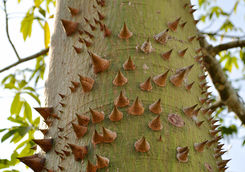 sacred spiked ceiba tree