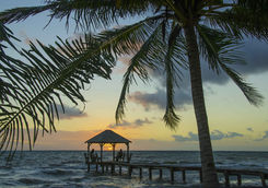palm tree placenia