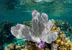 sea fan caribbean
