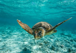 sea turtle snorkelling