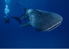 whale shark belize
