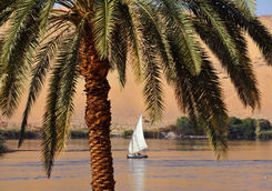 the nile view point behind palm tree