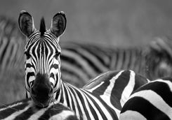 zebra detail
