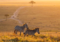 zebras sunset mara