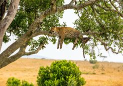 leopard sleeping tree