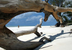 driftwood beach kenya