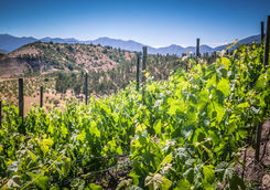 casablanca wine valley