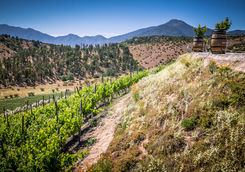 winery in casablanca