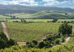 wineyard view at casablanca