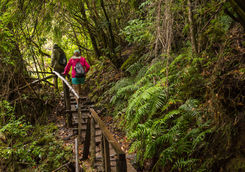 footpath in huerquehue national park