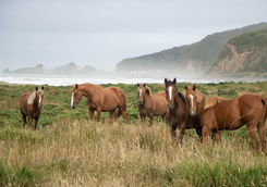 wild horses in chiloe island