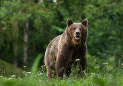 carpathian bear nature