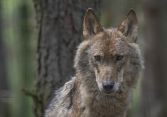 wolf forest