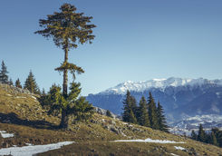 zanoaga meadow piatra crauilui national park