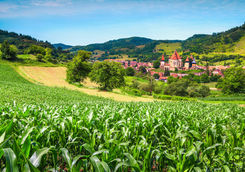 corn field outside bietan