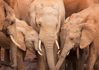Elephants in South Africa
