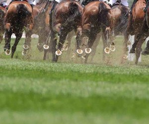 Horses Racing
