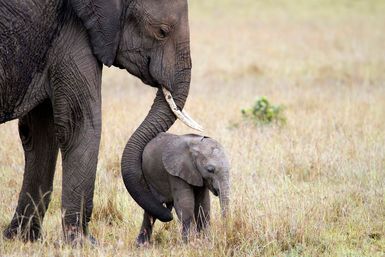 Mother and elephant calf