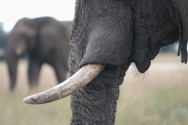 Elephant Tusk Close-Up
