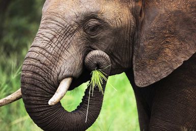 Image of an elephant eating grass