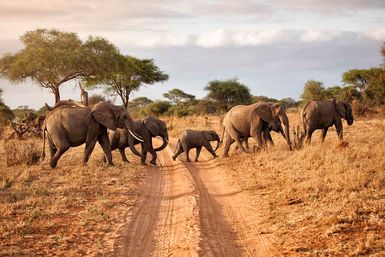 Elephants crossing a track