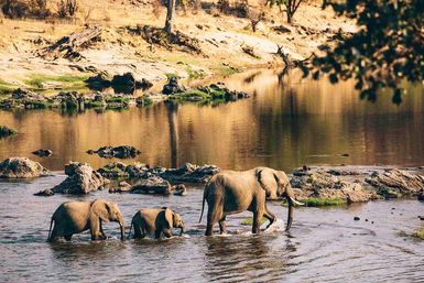 Elephants in the water