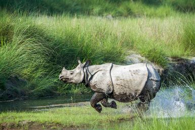 Rhino Charging