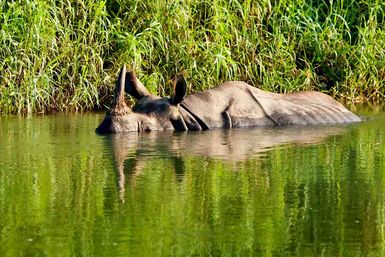 Rhino swimming