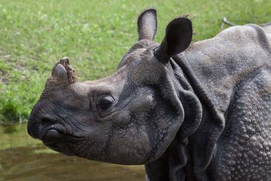 Greater one horned rhino