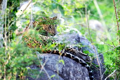 Leopard in Yala National Park