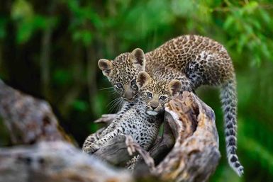 Leopard cubs