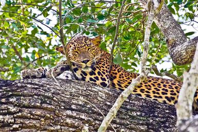 Leopard in a tree