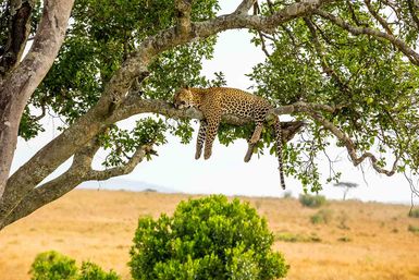 Leopard sleeping in a tree