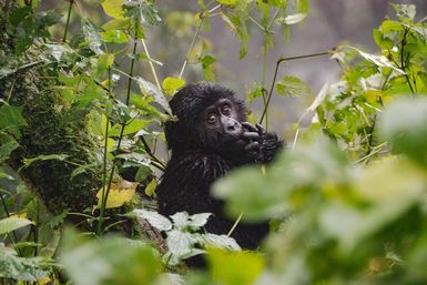 Baby gorilla in tree