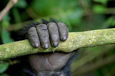 Gorilla hand on branch