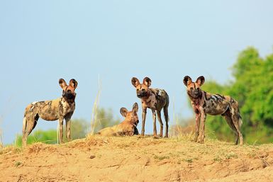 Wild dog pack
