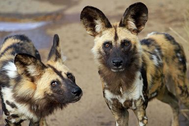 Pair of wild dogs