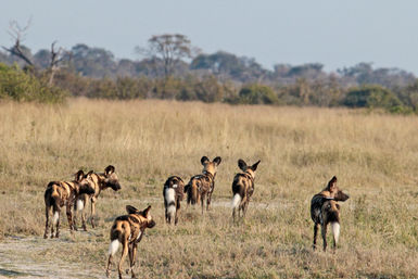 Pack of wild dogs