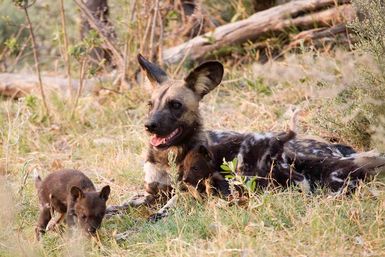 Wild dog with pups in den