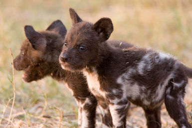Wild dog pups