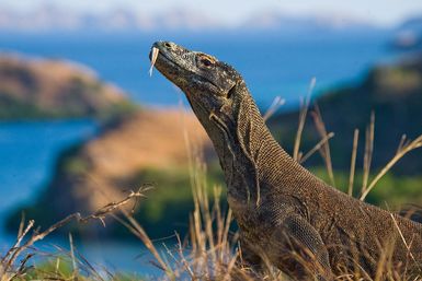 Komodo dragon with ocean in the background