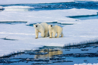 Polar bears on ice