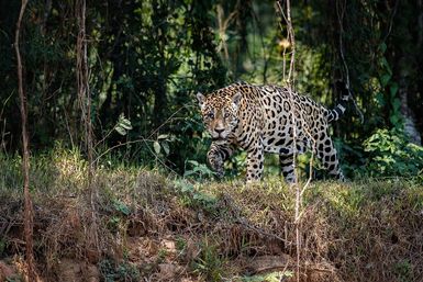 Jaguar hunting