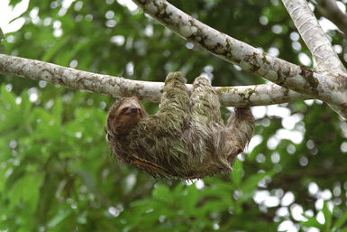 Sloth in tree